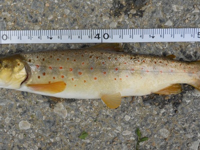 Prespa Trout