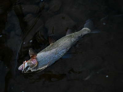 Prespa Trout