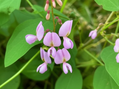 Price's Potato-bean