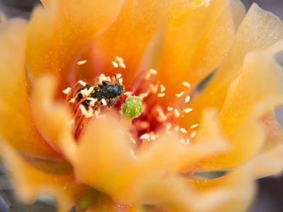 Prickly Pear Cactus