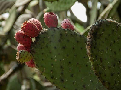 Prickly pear (Cactus fruit)
