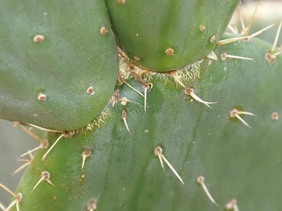Prickly Pear (Figo da Índia)