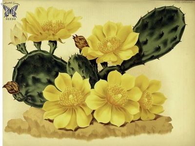 Prickly pear (Indian fig opuntia)