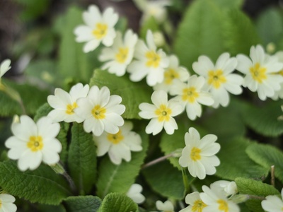 Primrose