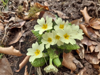 Primrose