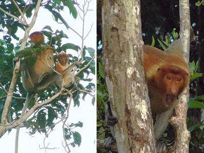 Proboscis monkey