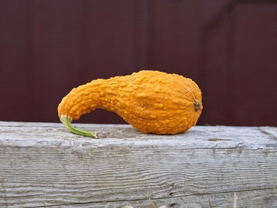 Prophet's Gourd