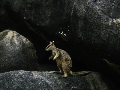Proserpine rock-wallaby