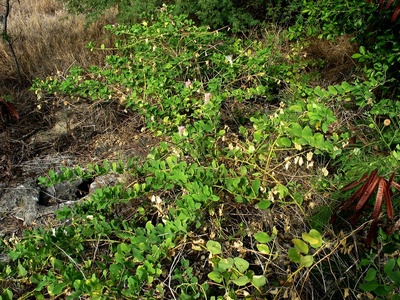 Prosopis (General mesquite)