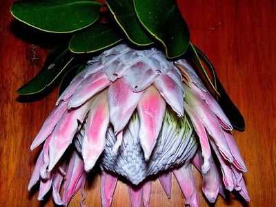 Protea, King