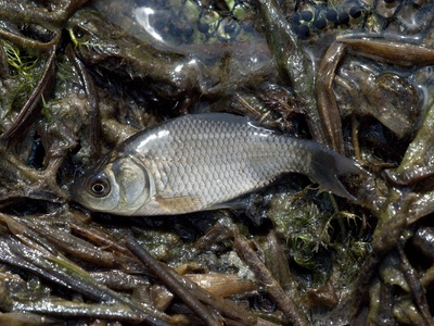 Prussian Carp