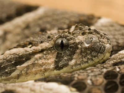 Puff adder