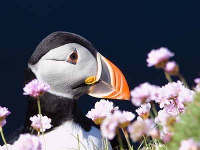 Puffin