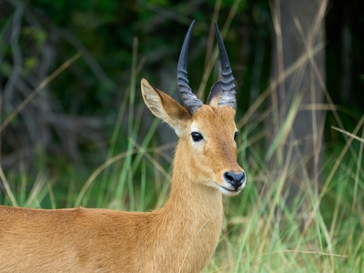Puku