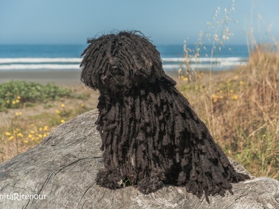 Puli