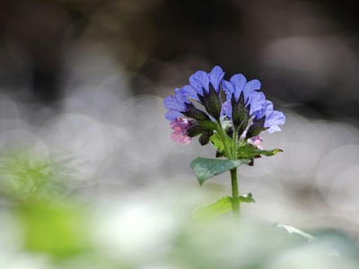 Pulmonaria