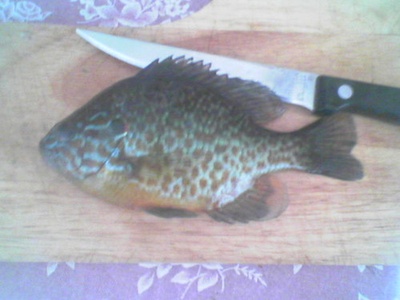 Pumpkinseed