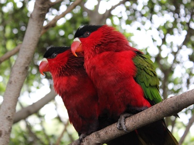 Purple-bellied Lory