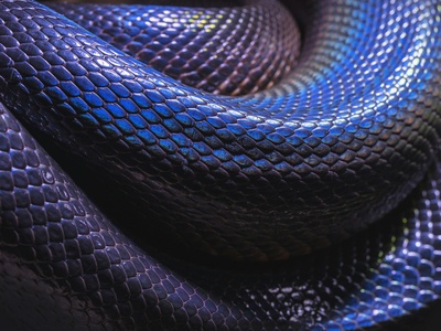 Purple-glossed Snake