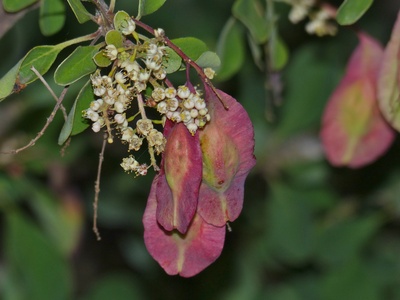 Purple-pod Terminalia