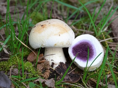 Purple-staining Puffball