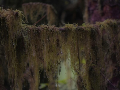 Purple-stalk moss