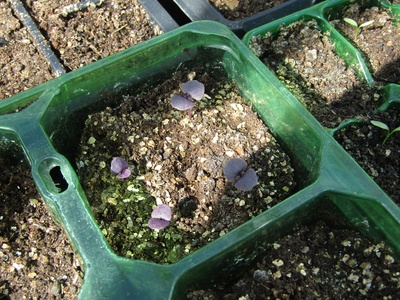 Purple basil