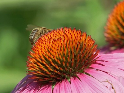 Purple Coneflower