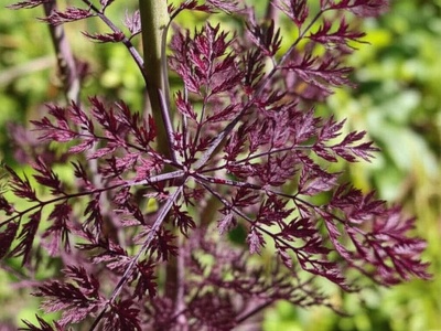 Purple fennel