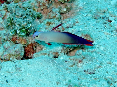 Purple Firefish