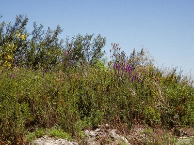 Purple Loosestrife