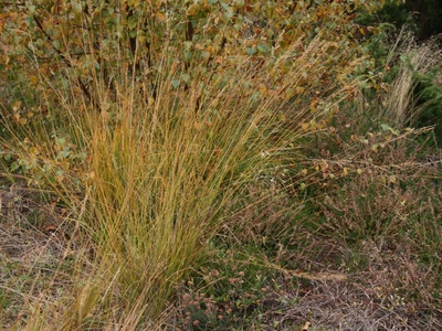 Purple moor-grass