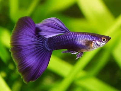 Purple Moscow Guppy