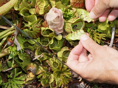 Purple Pitcher Plant
