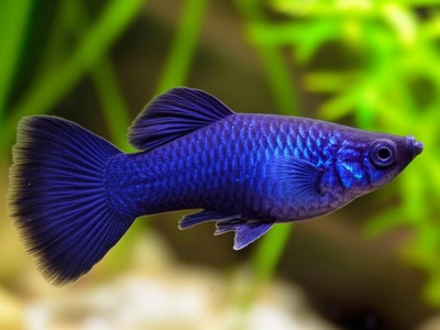 Purple Platy