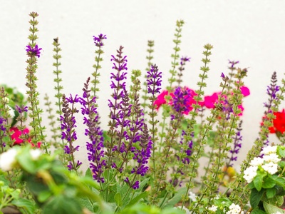 Purple sage