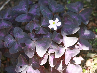 Purple Shamrock