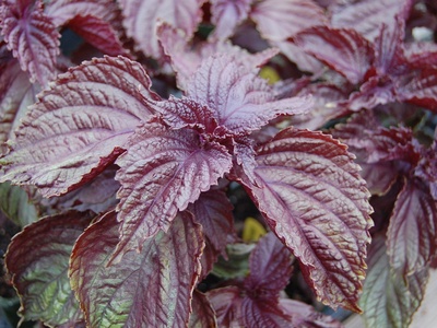 Purple Shiso