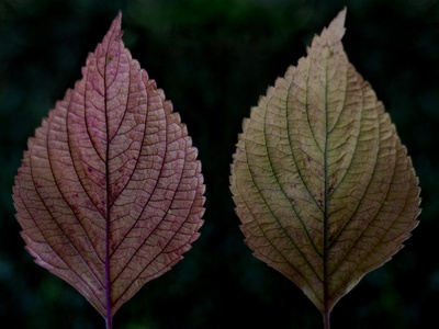 Purple shiso (Perilla)