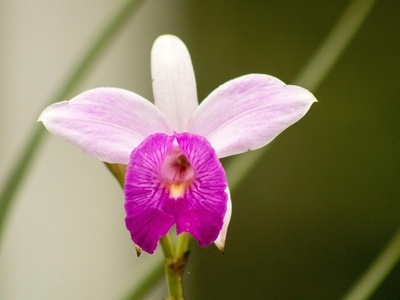 Purplish Beard Orchid