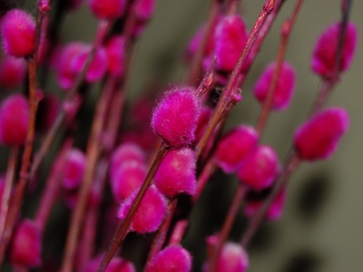 Pussy Willow