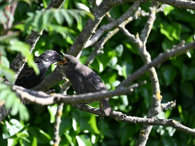 Pygmy Cormorant