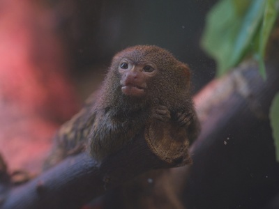 Pygmy marmoset