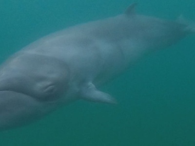 Pygmy Right Whale