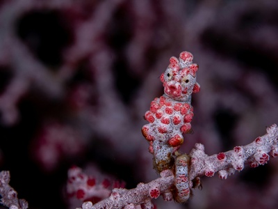 Pygmy seahorse
