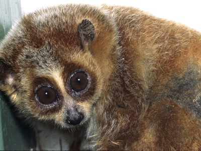 Pygmy Slow Loris