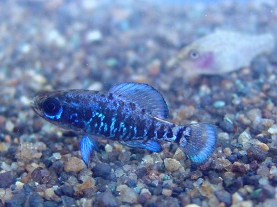 Pygmy sunfish