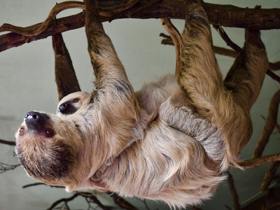 Pygmy three-toed sloth