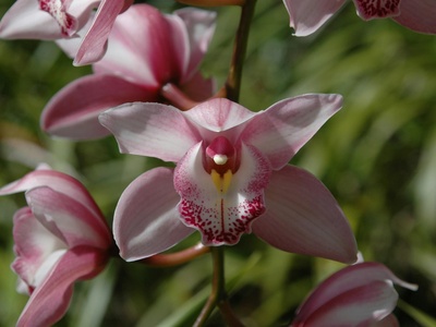 Pyramidal Orchid