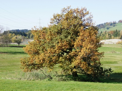 Pyrenean Oak